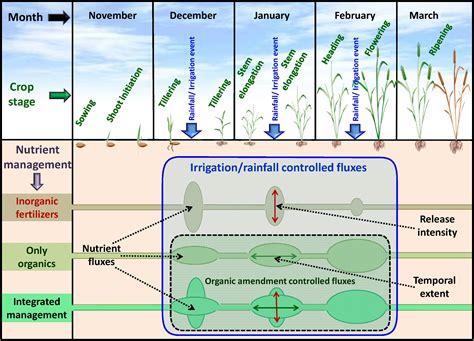 Frontiers Nitrogen Availability And Use Efficiency In Wheat Crop As Influenced By The Organic