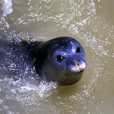 Foca Monje Descubre Hechos Fascinantes E Información Acer