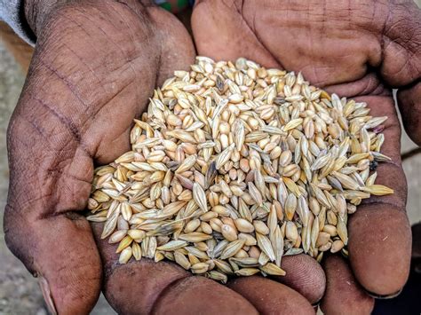 The Zen Noh Grain Revolution How Ancient Farming Could Reshape Our Food Future