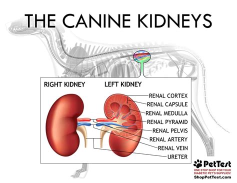 Blood Tests For Kidney Function In Dogs at Aiden Ligar blog