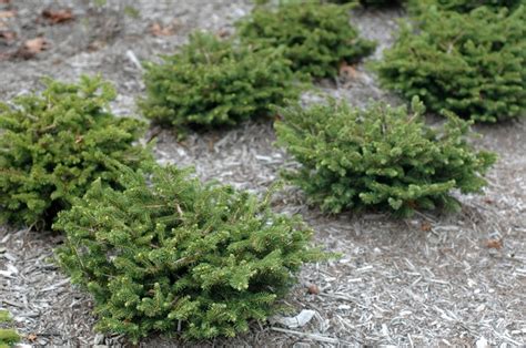 Picea Abies Nidiformis Birds Nest Spruce Garden Center Marketing