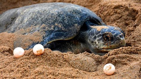 Record Lakh Olive Ridley Turtles Arrive At Odishas Rushikulya