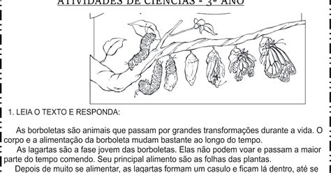 Atividade Sobre Metamorfose 3 Ano - Atividades Sobre Metamorfose 3 Ano - RETOEDU