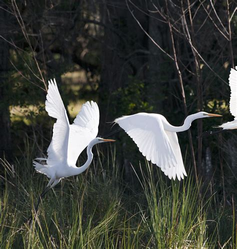 Homepage - Flamingo Everglades