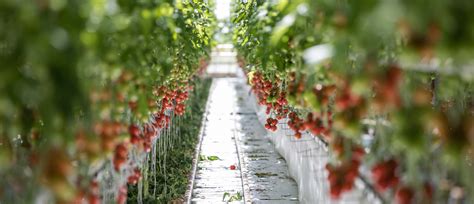 Greenhouse Solutions for Sustainability
