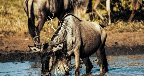 Mejores Circuitos De Safari Volador En Kenia Tourradar