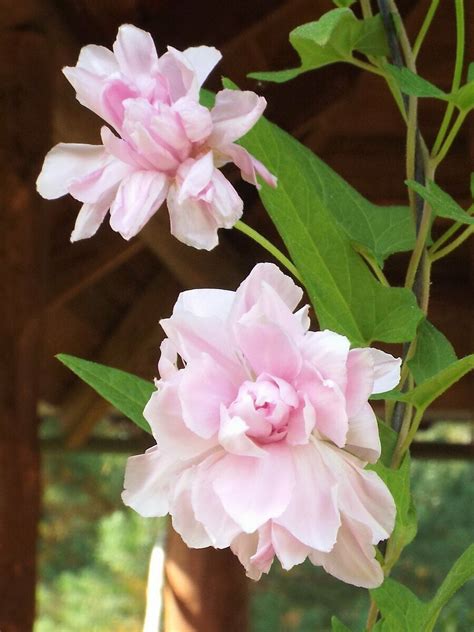 Калистегия мультиплекс (53 фото) - фото - картинки и рисунки: скачать ...