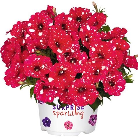 Petunia Surprise Sparkle Red Tray Griffin Greenhouse Supplies