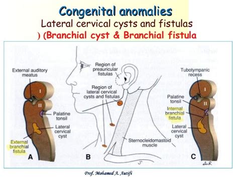 Development Of Pharyngeal Apparatus