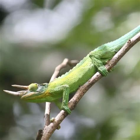 Jackson's Chameleon - Facts, Diet, Habitat & Pictures on Animalia.bio