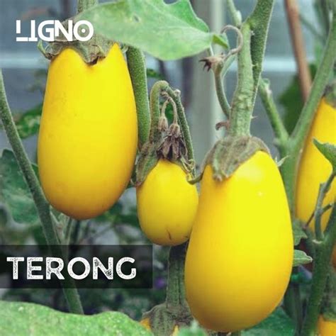 Jual Benih Biji Terong Kuning Solanum Indicum Di Lapak Ligno Bukalapak