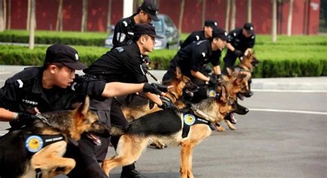 全国唯一：警犬表演and儿童与动物安全教育活动马里努阿