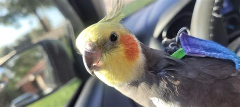 Why is My Bird Chirping So Loud: Easy Ways to Soothe Your Feathered