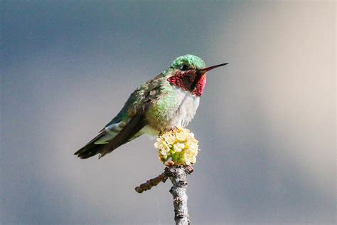 Broad Tailed Hummingbird Ian Tulloch Flickr