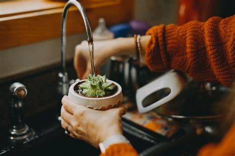 Is Tap Water Actually Bad For Your Plants We Asked The Experts