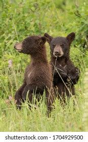 370 Cinnamon bear cub Images, Stock Photos & Vectors | Shutterstock