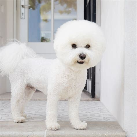 What Are Those Little White Dogs Called