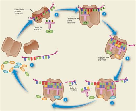 Processo De Tradução Do Dna