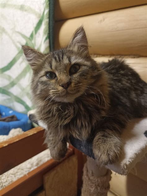 Жорик - сибиряк | Пикабу