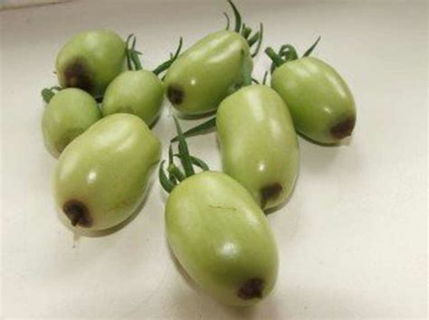 Вершинная гниль томатов: лечение, профилактика, фото | Дачный участок