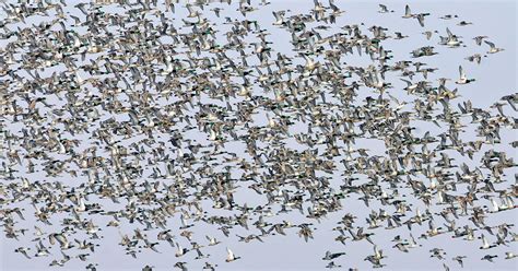 Waterfowl Migration Reports | Ducks Unlimited