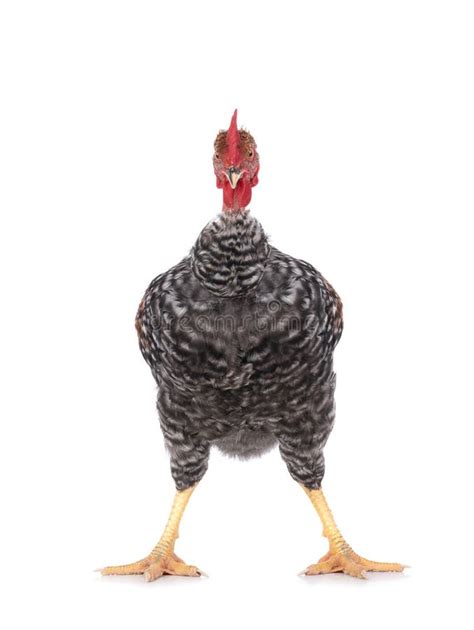 Naked Neck Rooster Isolated On White Stock Photo Image Of Crowing Crest