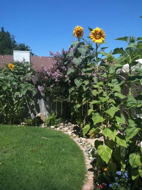 Sunflower Backyard Design Ideas 19 | Sunflower garden, Backyard ...