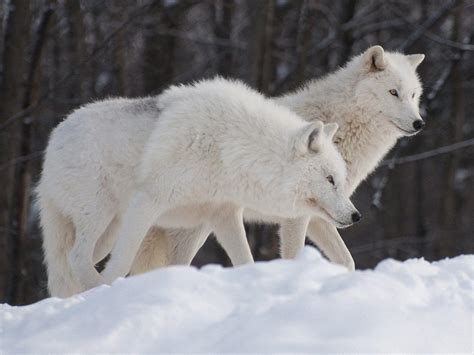 arctic wolf wallpaper