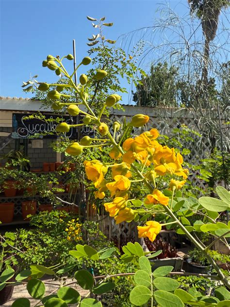 Willow Gardens Nursery | Clovis CA