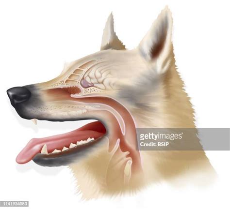 111 Olfactory Bulb Stock Photos High Res Pictures And Images Getty