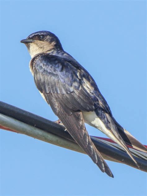 Хвост ласточки и стрижа (38 фото) - красивые фото и картинки pofoto.club