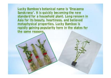 Lucky bamboo arrangements