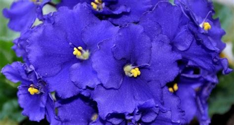 Синя виолетова (55 снимки): сини и сини теменужки "Синя кръв" и ...