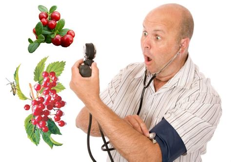 Ягоды от давления | Травник