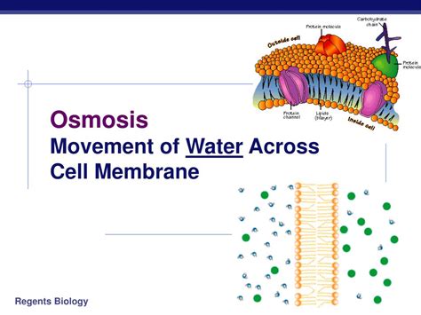 Ppt Cell Membranes Movement Across Them Powerpoint Presentation