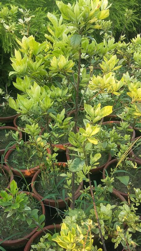 GreenWorld Nursery Farm Pattoki : GARDINIA