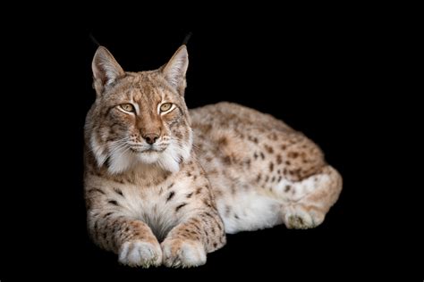Eurasian Lynx Habitat