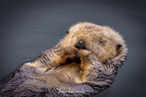 Sleeping Sea Otter Photo Morro Bay Sea Otters Sea Otter Photography