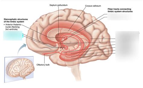 Amygdala Diagram | Quizlet