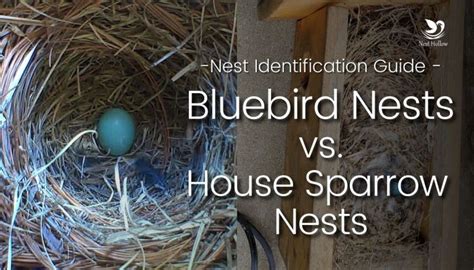 bluebird nest   house sparrow nest complete guide