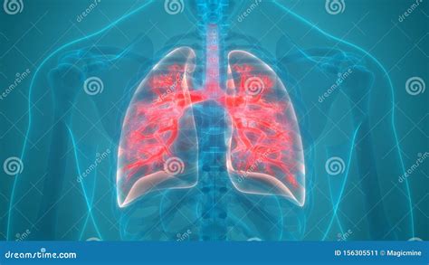 Anatom A De Los Pulmones Del Sistema Respiratorio De Los Rganos Del