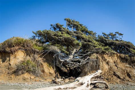 The Tree Of Life On Kalaloch Beach In Olympic National Park Olympic