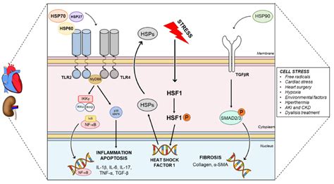 Cells Free Full Text Heat Shock Proteins Connectors Between Heart