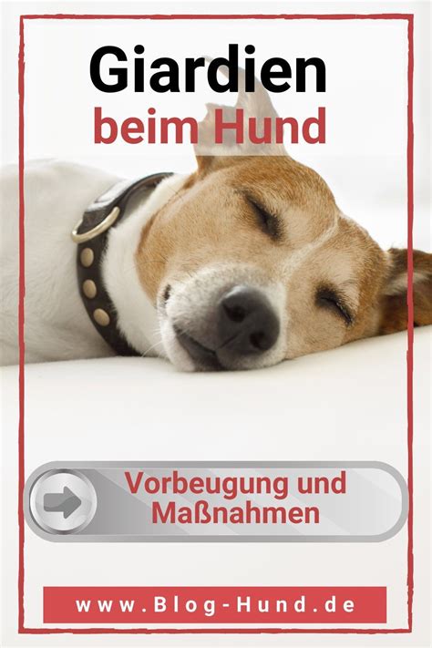 Ratgeber Hund Expertentipps Rund Um Den Hund Artofit