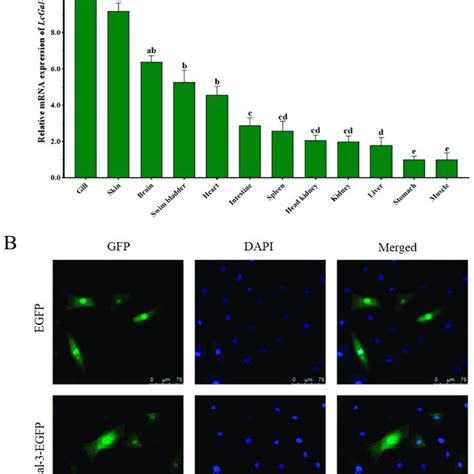 Tissue Specificity And Subcellular Localization Of Lcgal A Tissue