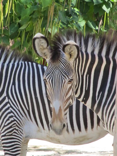 Zebra Free Stock Photo Public Domain Pictures