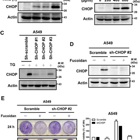 Fucoidan Prevents Tumorigenesis In Llc Bearing C Bl Mice In Vivo