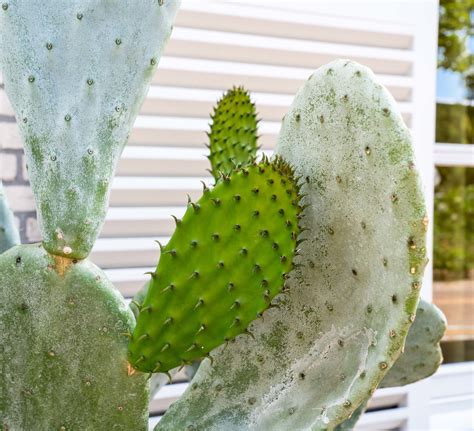 Cactus Opuntia - 140cm - Green Bubble
