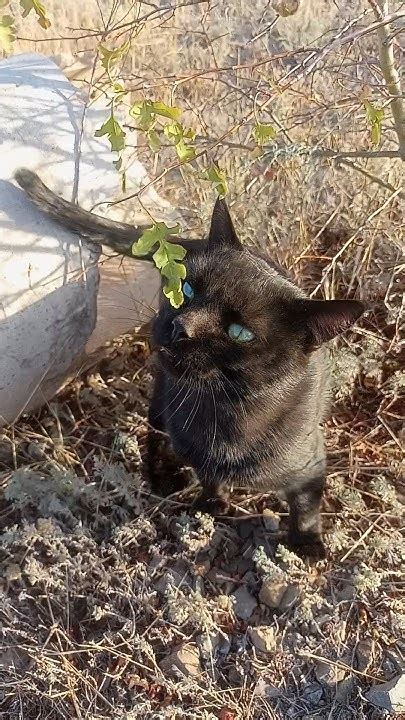 Познакомьтесь, Васька 🐈‍⬛😉 - YouTube