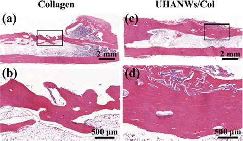 Histological Analysis Of Bone Regeneration Hematoxylin And Eosin